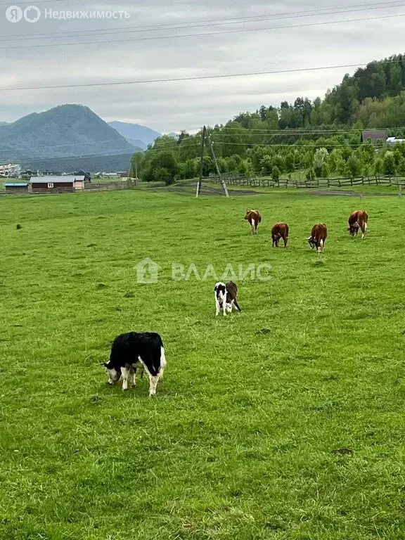 Участок в село Анос, Ясная улица (12.5 м) - Фото 1