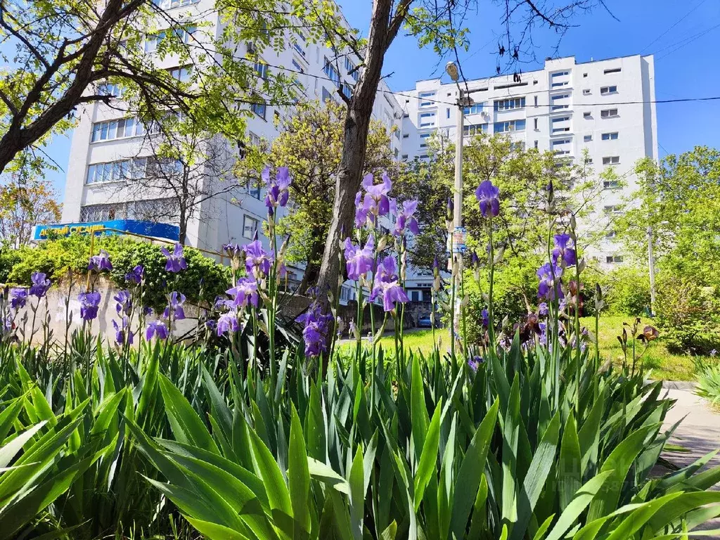 Комната Севастополь ул. Вакуленчука, 12 (11.0 м) - Фото 0