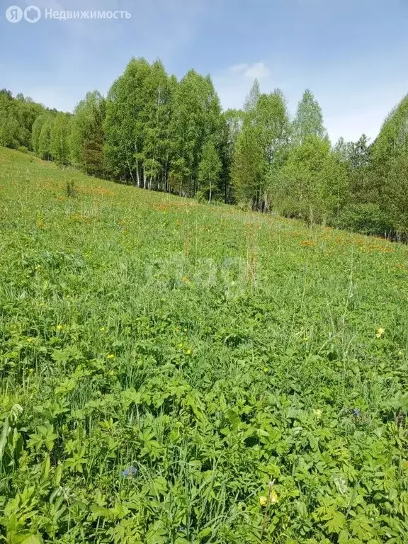 Участок в Алтайский район, село Алтайское (2598 м) - Фото 2