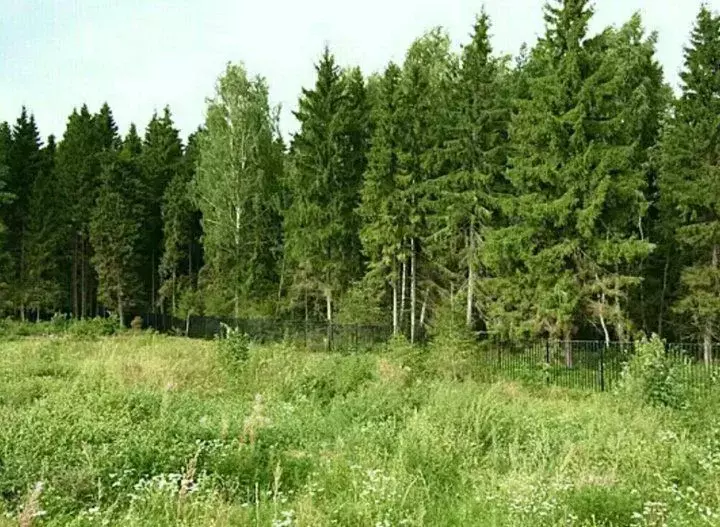 Участок в Москва Сосновый Бор кп,  (14.7 сот.) - Фото 1