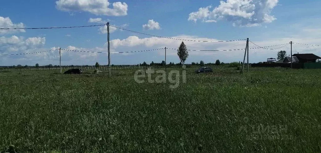 Участок в Новосибирская область, Колыванский район, Сибирская Волость ... - Фото 1