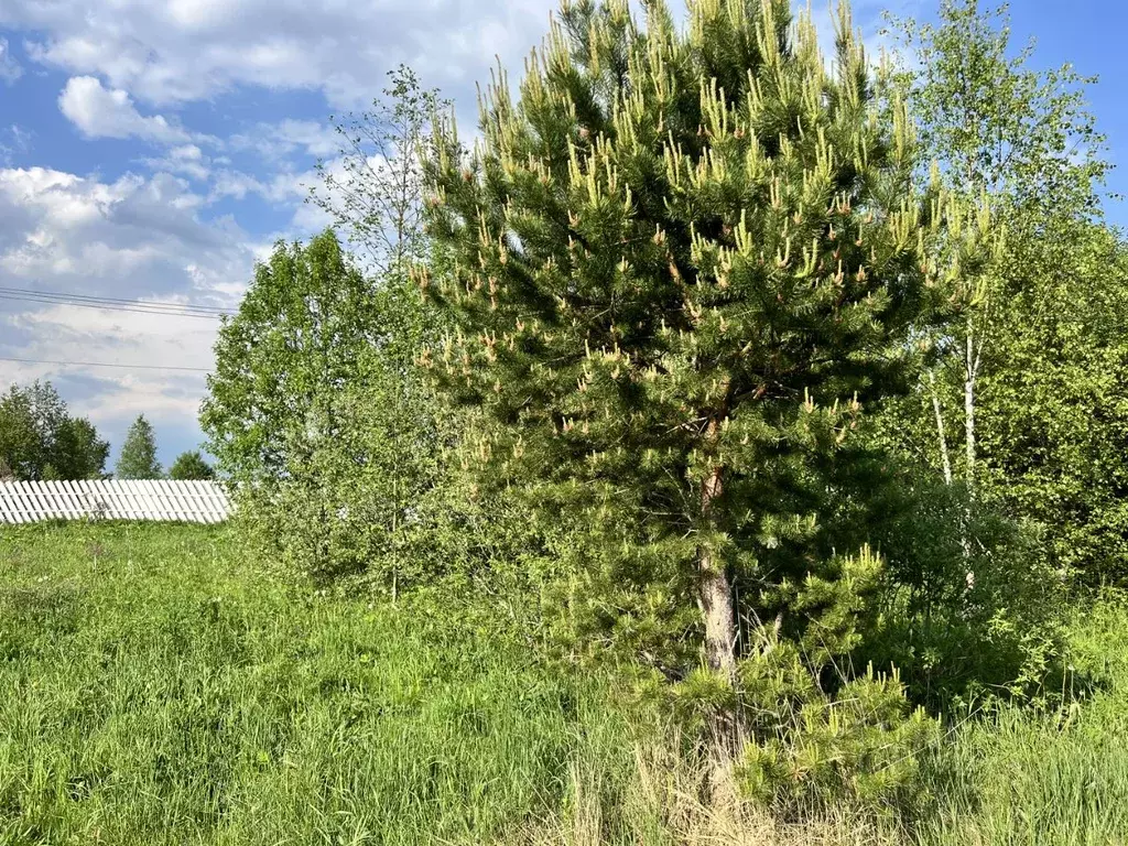 Участок в Московская область, Волоколамский муниципальный округ, Эко ... - Фото 2