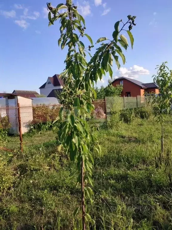 Участок в Липецкая область, Грязинский район, Плехановский сельсовет, ... - Фото 1