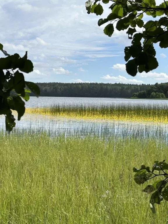 Участок в Ленинградская область, Выборгский район, Рощинское городское ... - Фото 1