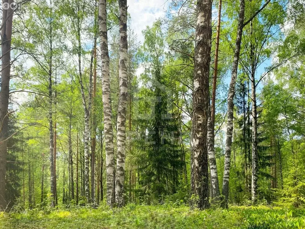 Участок в Куйвозовское сельское поселение (6.6 м) - Фото 1