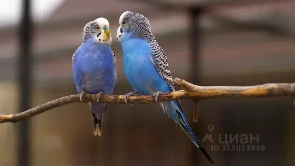 Комната Калужская область, Жуковский район, с. Совхоз Победа ул. Парк ... - Фото 2