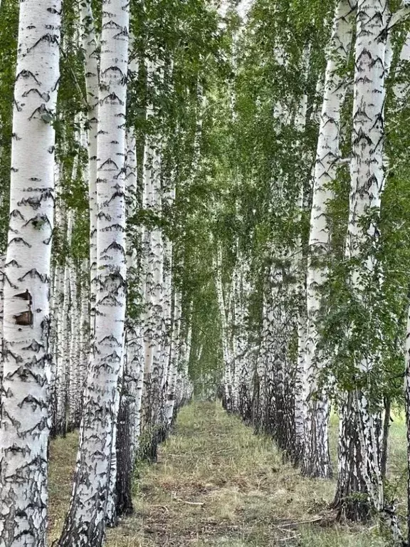 Участок в Омская область, Омский район, с. Усть-Заостровка ул. ... - Фото 0