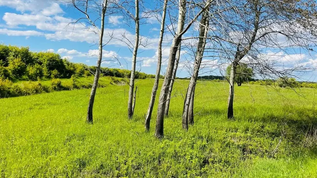 Участок в Калининградская область, Гурьевский муниципальный округ, ... - Фото 1