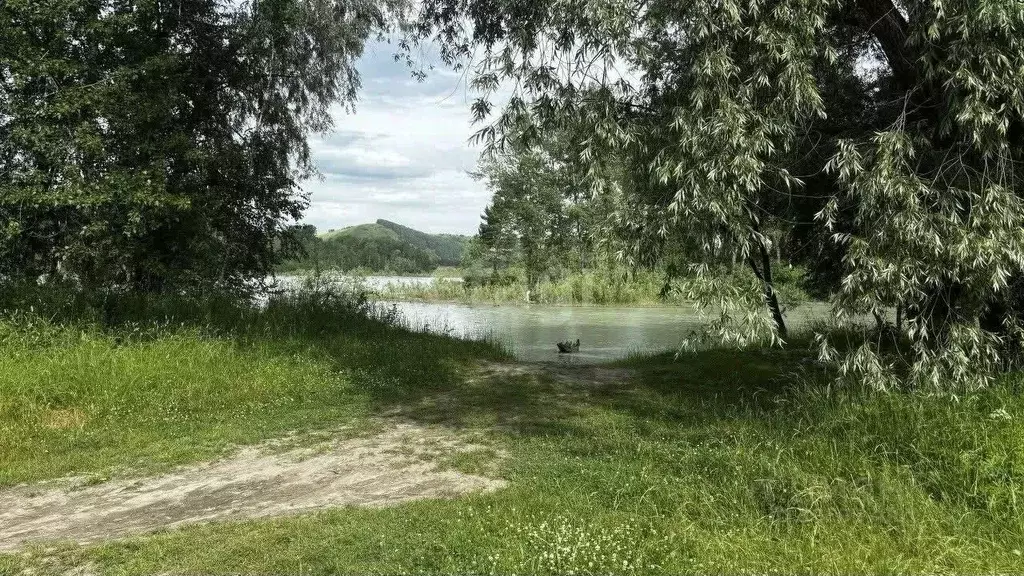 участок в алтай, майминский район, пос. дубровка ул. сафронова (9.0 . - Фото 1