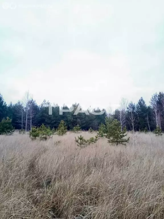 Участок в Рамонский район, Новоживотинновское сельское поселение, СНТ ... - Фото 2