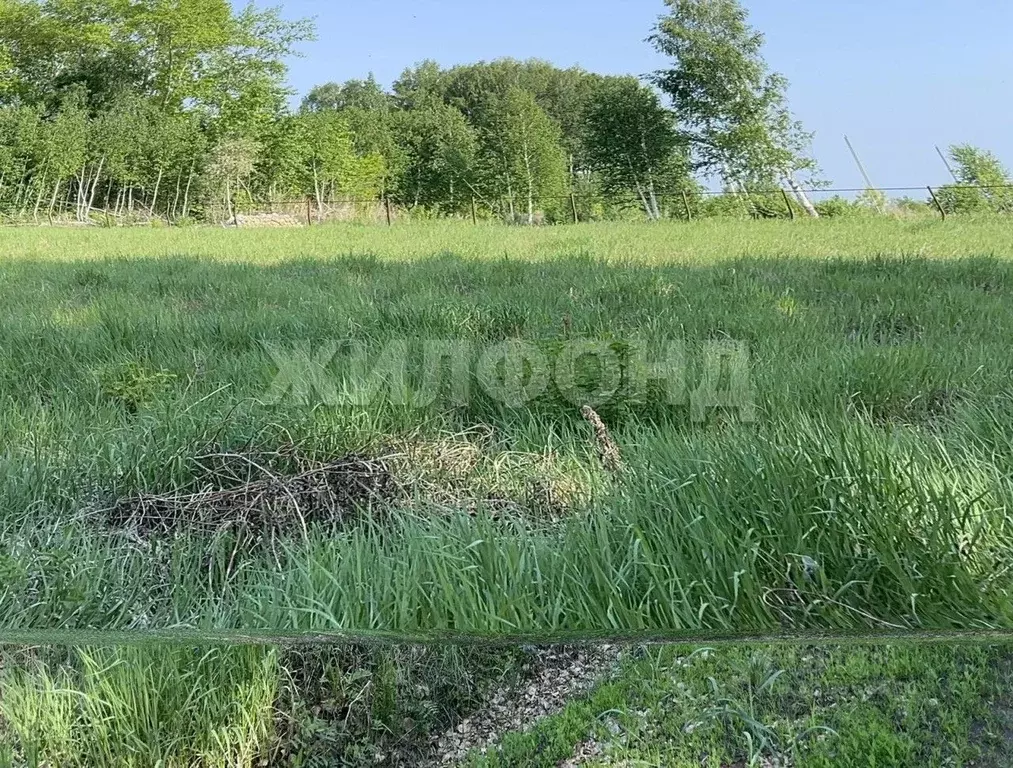 Участок в Новосибирская область, Новосибирский район, Морской ... - Фото 0