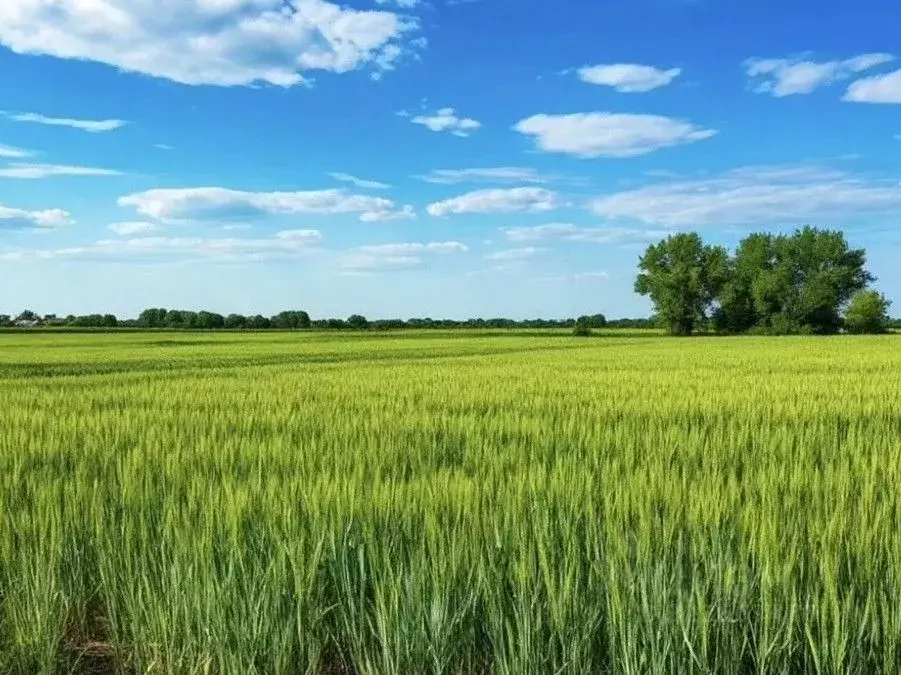 Участок в Ростовская область, Багаевское с/пос, пос. Задонский ул. ... - Фото 1