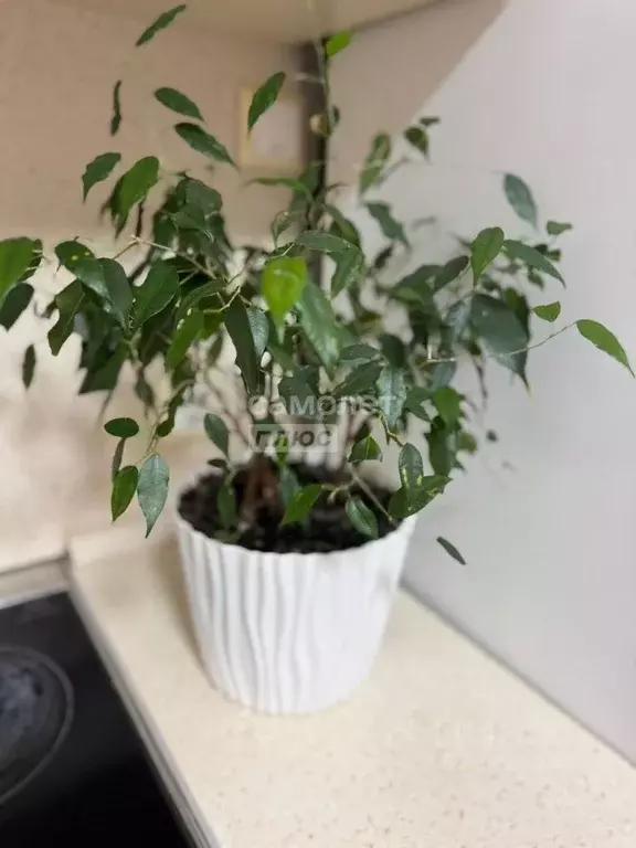 2-к кв. Челябинская область, Челябинск ул. Чичерина, 1 (50.7 м) - Фото 1