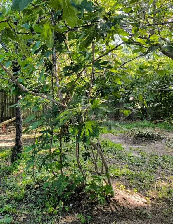 Участок 10 сот. (ИЖС) - Фото 0