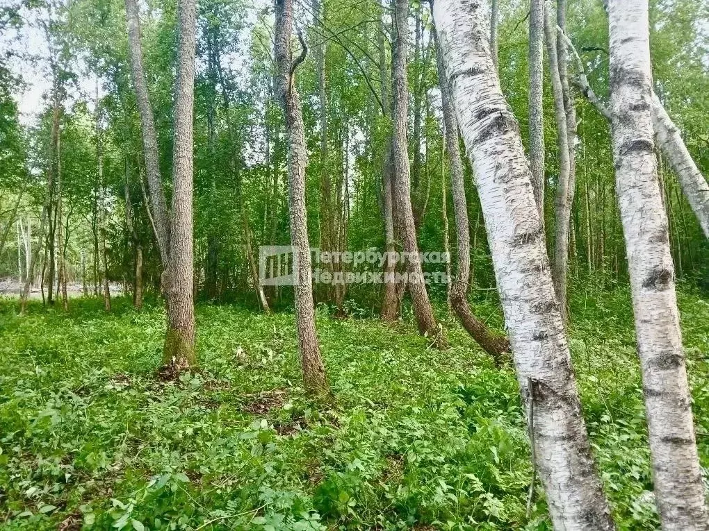 Участок в Ленинградская область, Сясьстрой Волховский район, Весенняя ... - Фото 1