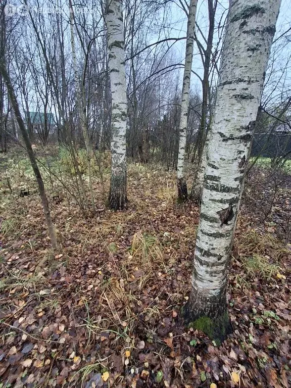 Участок в Владимирская область, Александровский муниципальный округ, ... - Фото 2