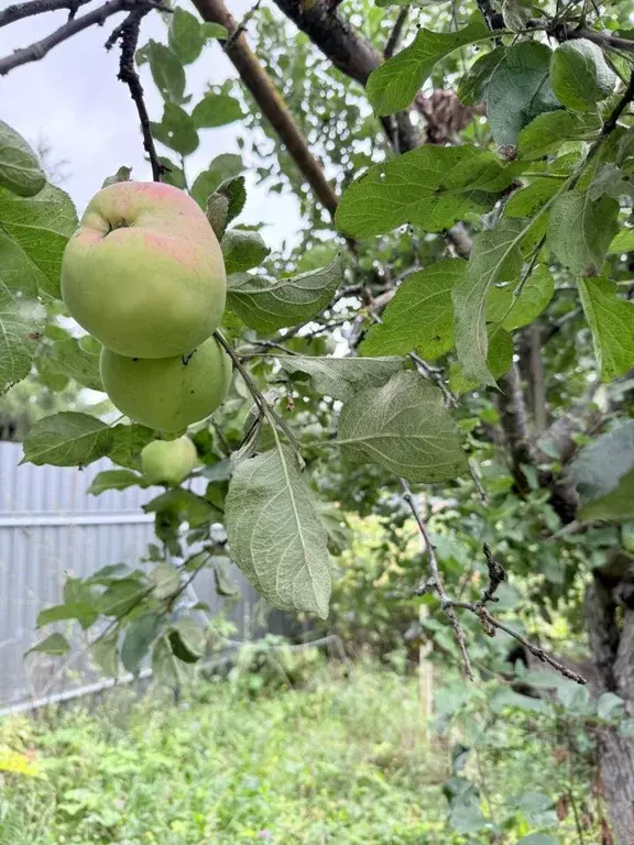 Участок в Татарстан, Высокогорский район, с. Семиозерка Заречная ул., ... - Фото 1