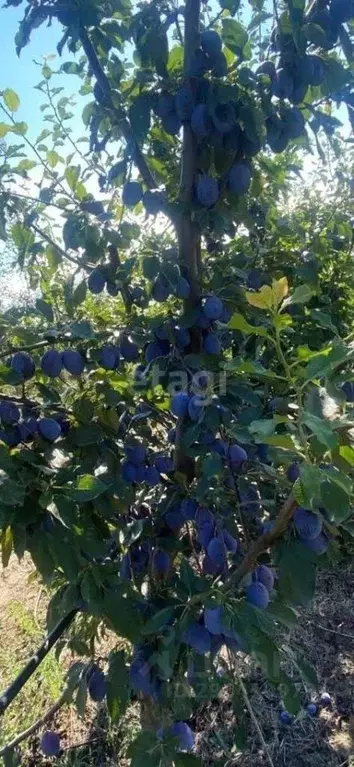 Участок в Адыгея, Шовгеновский район, Хакуринохабль аул ул. Шовгенова ... - Фото 1