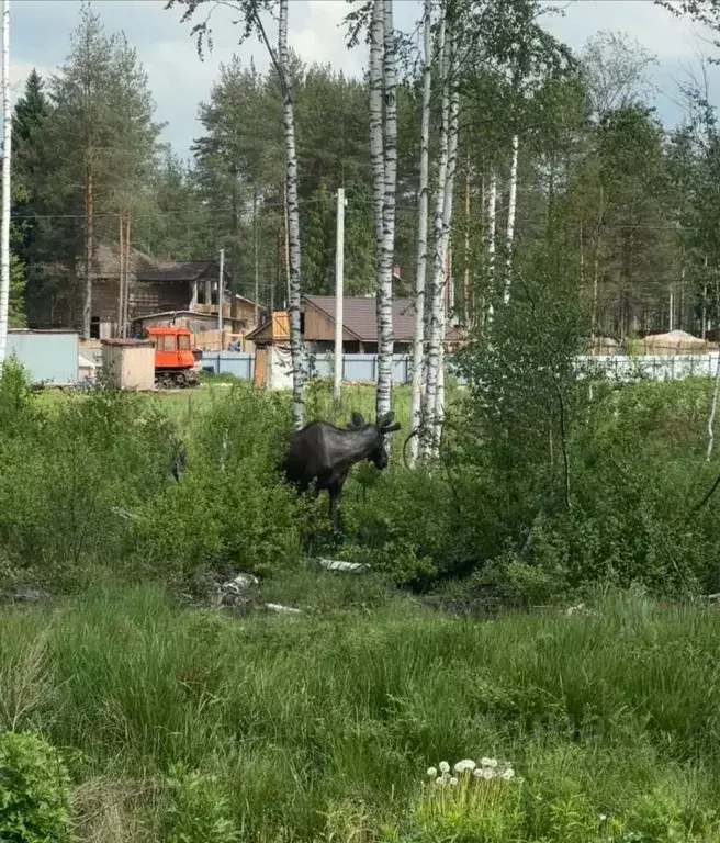 Участок в Ленинградская область, Всеволожское городское поселение, ... - Фото 0