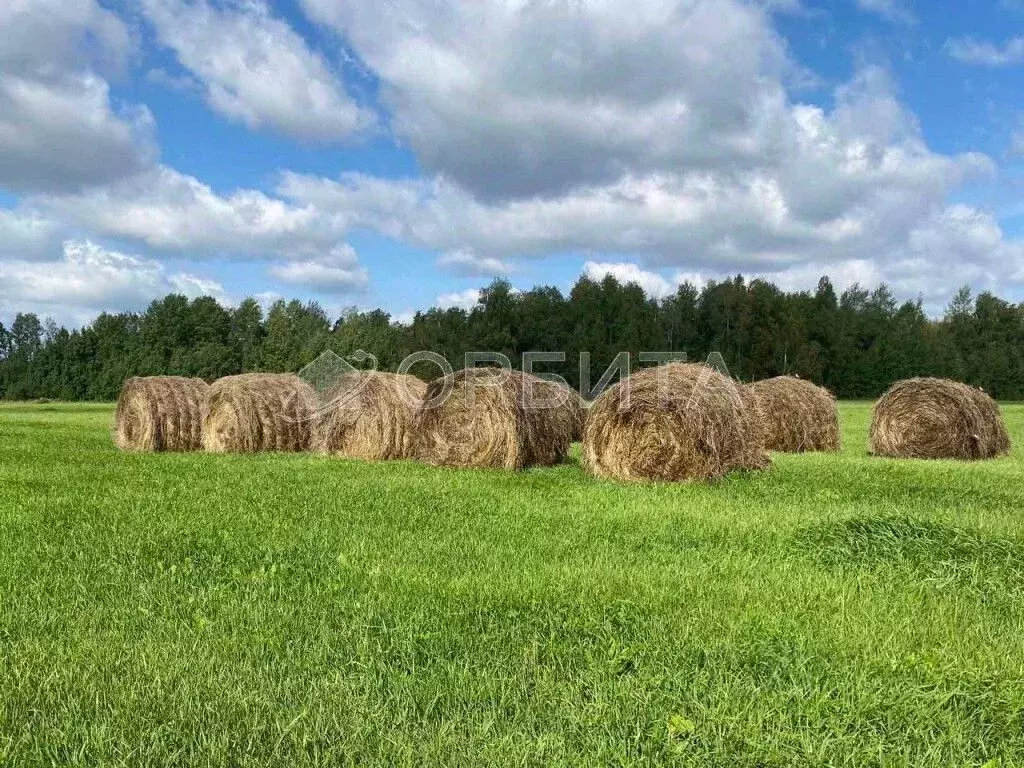 Участок в Тюменская область, Тюменский муниципальный округ, д. Елань ... - Фото 2