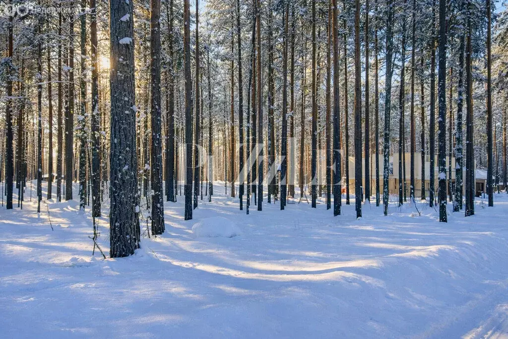 Участок в Приозерский район, Петровское сельское поселение, деревня ... - Фото 2