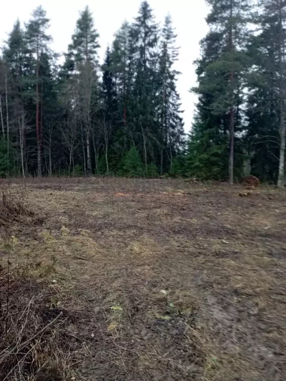Участок в Карелия, Лахденпохский муниципальный округ, пос. Ласанен  ... - Фото 2