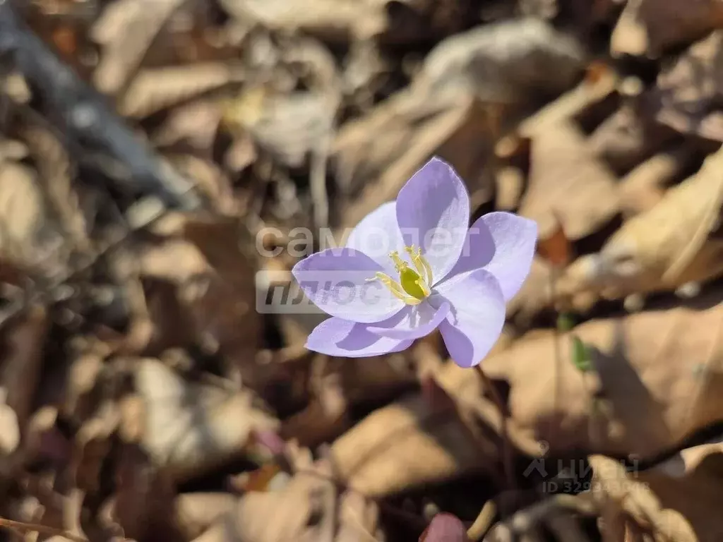 Участок в Приморский край, Партизанский муниципальный округ, пос. ... - Фото 2