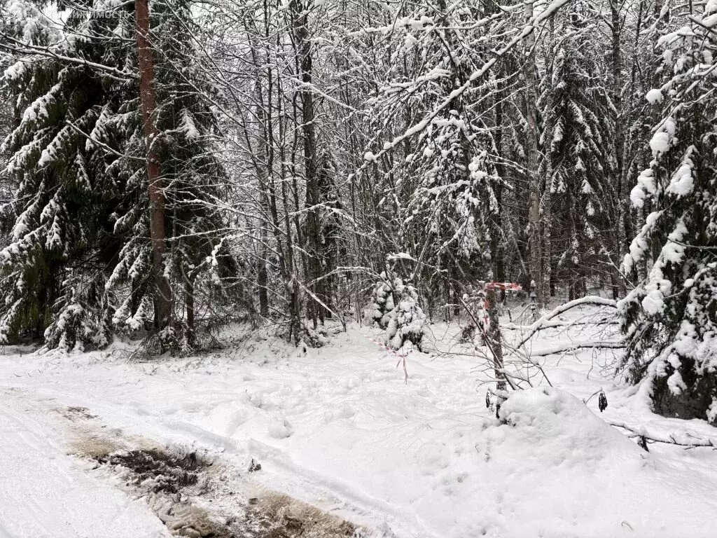 Участок в Янегское сельское поселение, СНТ Пиркиничи (12 м) - Фото 2