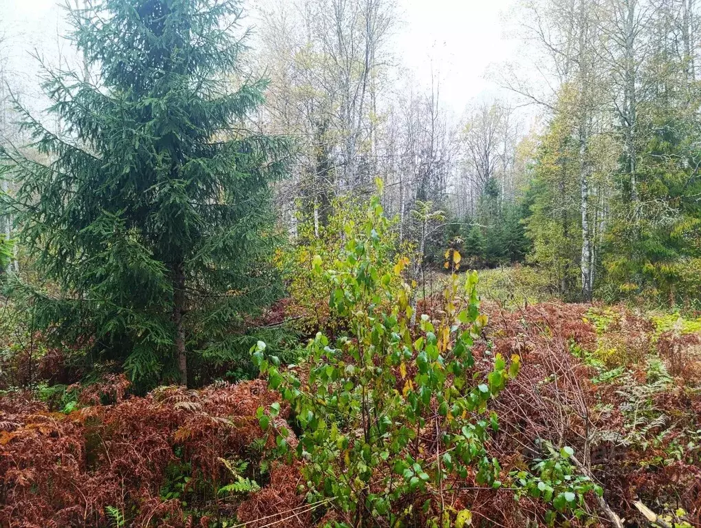 Участок в Новгородская область, Валдай ул. Алексея Маресьева (15.0 ... - Фото 2