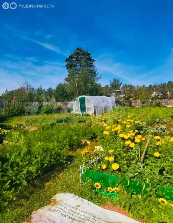 Участок в Чита, СОТ Заря (8 м) - Фото 2