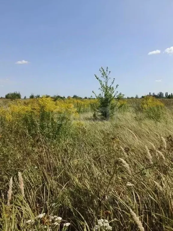 Участок в Воронежская область, Новоусманский район, с. Бабяково  ... - Фото 1