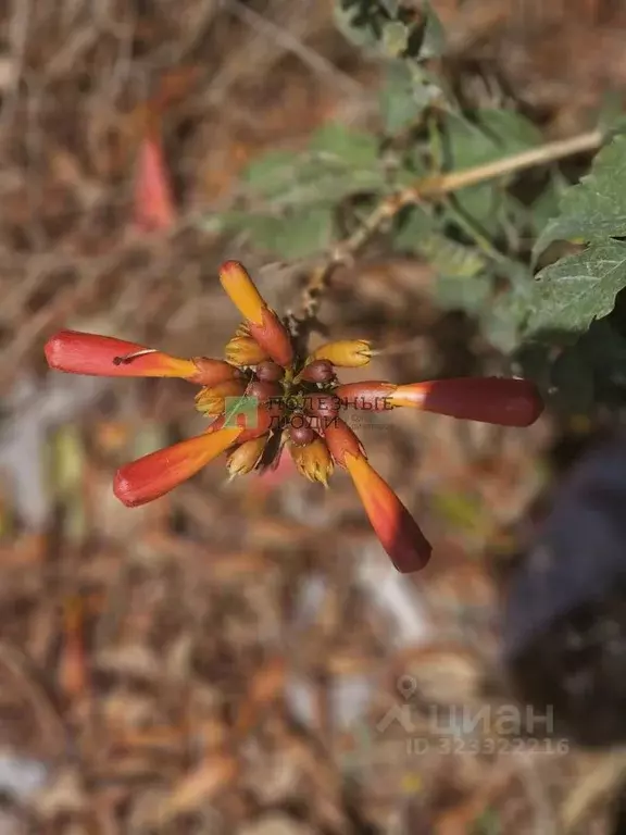 Студия Крым, Черноморский район, с. Межводное ш. Черноморское, 35 ... - Фото 1