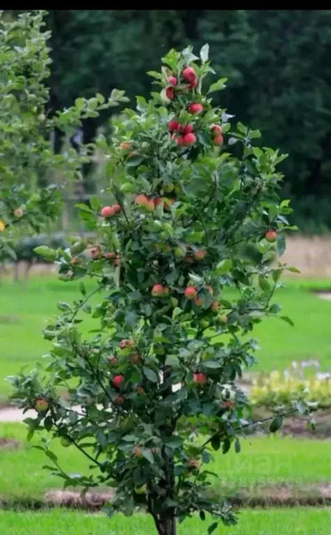 Участок в Кабардино-Балкария, Терек ул. Мамхегова, 54 (25.0 сот.) - Фото 2