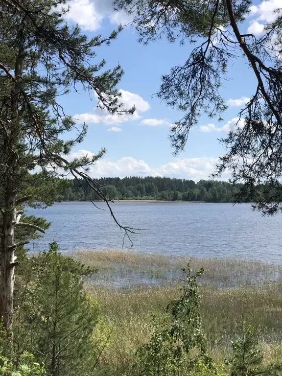 Участок в Карелия, Лахденпохский муниципальный округ, пос. Асилан 78 ... - Фото 2