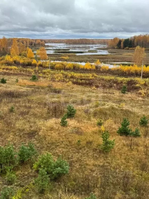 Участок в Костромская область, Красносельский район, Шолоховское ... - Фото 2