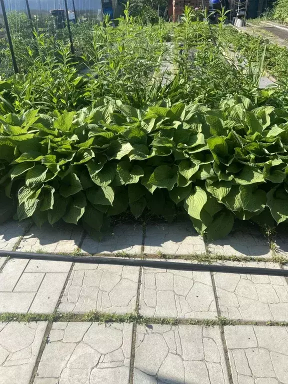 Дом в Омская область, Омск СОСН Энергетик ТЭЦ-3 тер., аллея 3-я (20 м) - Фото 1