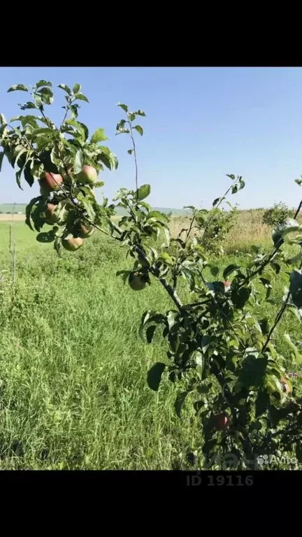 Участок в Липецкая область, Липецкий муниципальный округ, с. ... - Фото 1