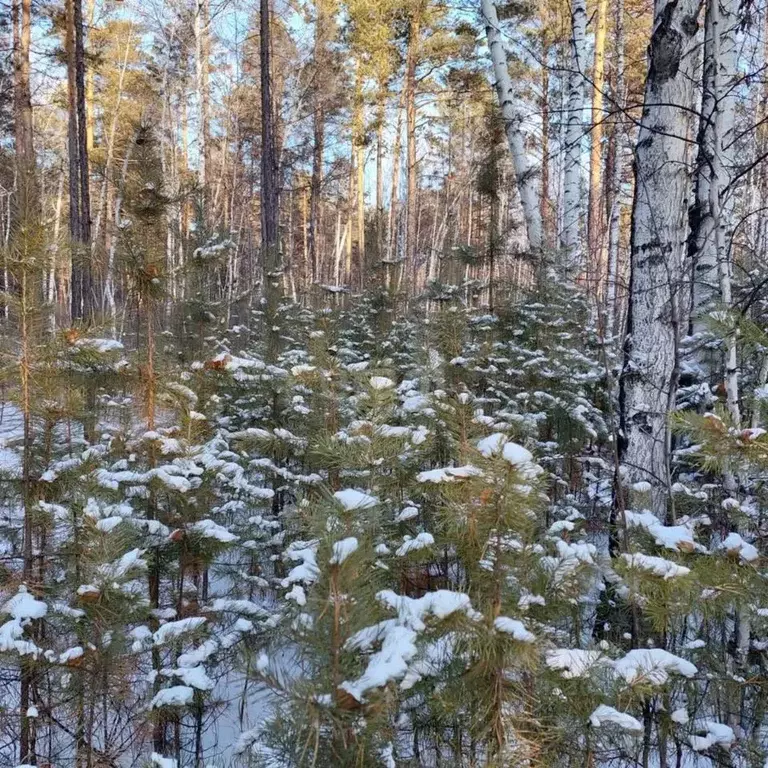 Участок в Забайкальский край, Читинский район, с. Смоленка  (8.1 сот.) - Фото 0