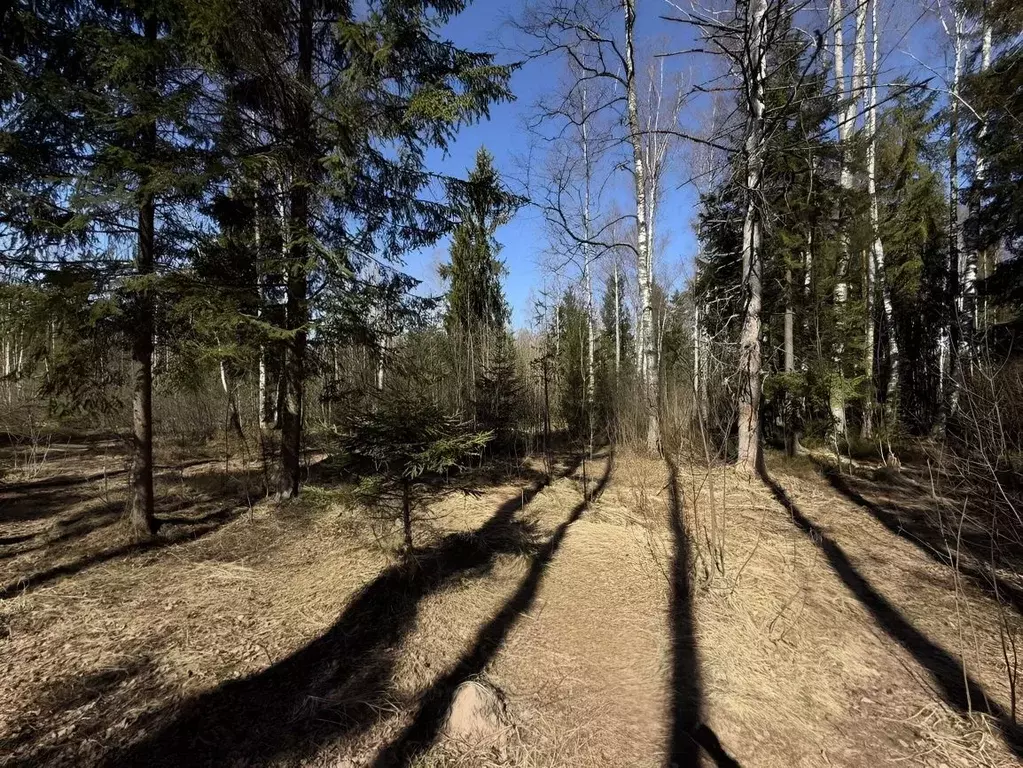 Участок в Ленинградская область, Всеволожский район, Рахьинское ... - Фото 2