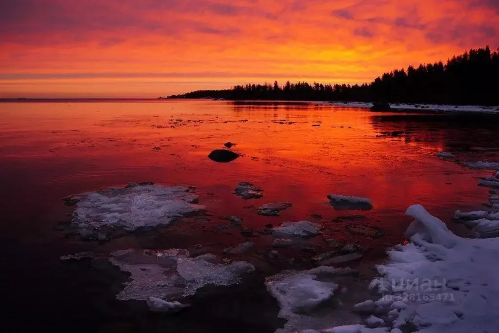 Участок в Ленинградская область, Выборгский район, Каменногорское ... - Фото 1