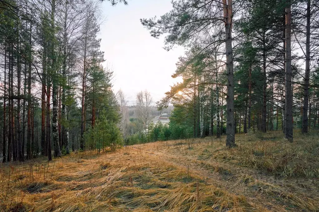 Участок в Ленинградская область, Всеволожский район, Бугровское ... - Фото 1