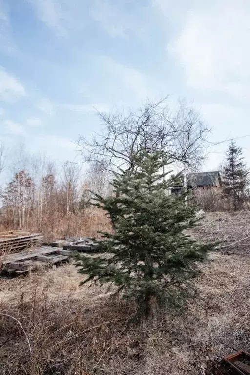 Участок в Приморский край, Надеждинский район, Голубая Нива СДТ  ... - Фото 0