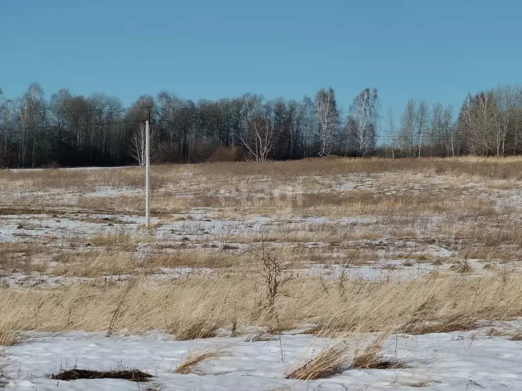 Участок в Курганская область, Шадринский муниципальный округ, с. Ключи ... - Фото 2