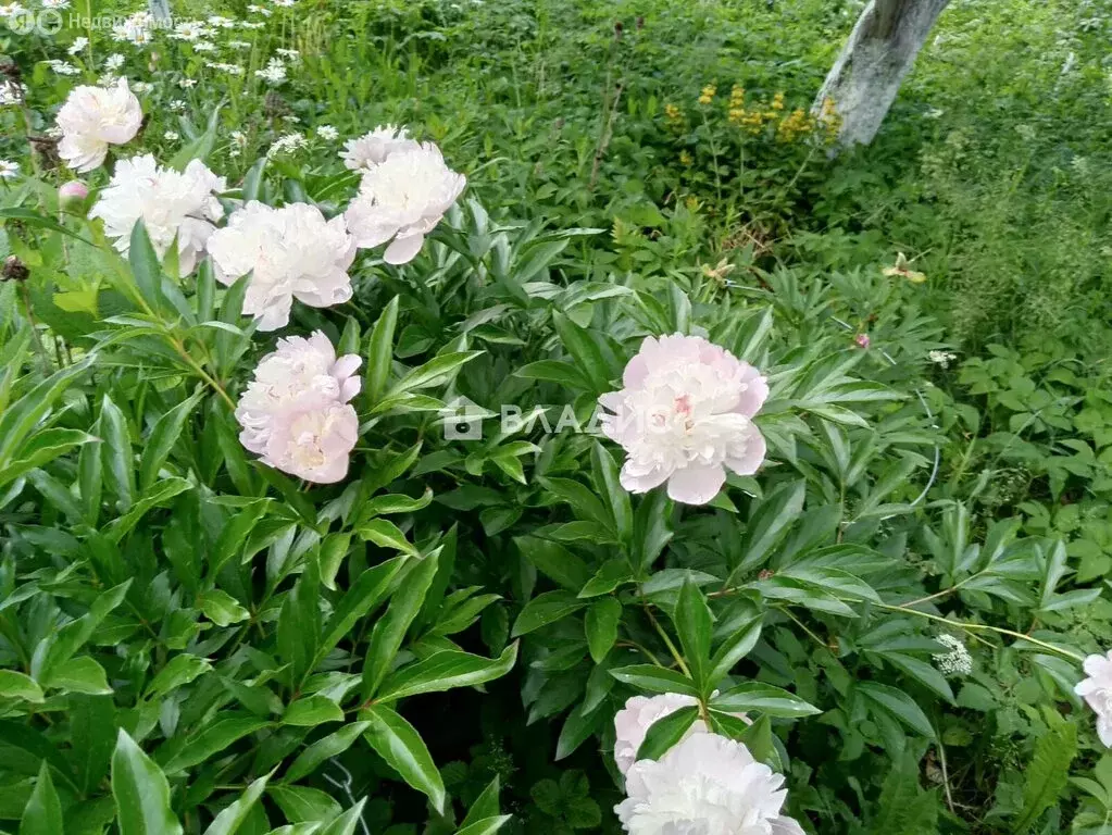 Участок в Владимир, СНТ Искра ВЭМЗ (5.26 м) - Фото 2