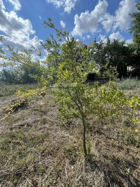 Участок в Крым, Кировский район, с. Журавки ул. Ленина (20.0 сот.) - Фото 2