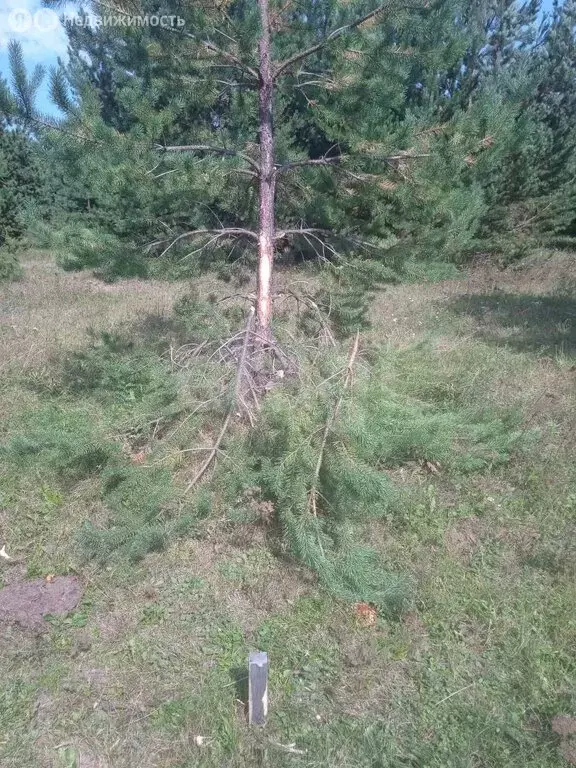 Участок в Кабанский район, село Сухая (8 м) - Фото 1