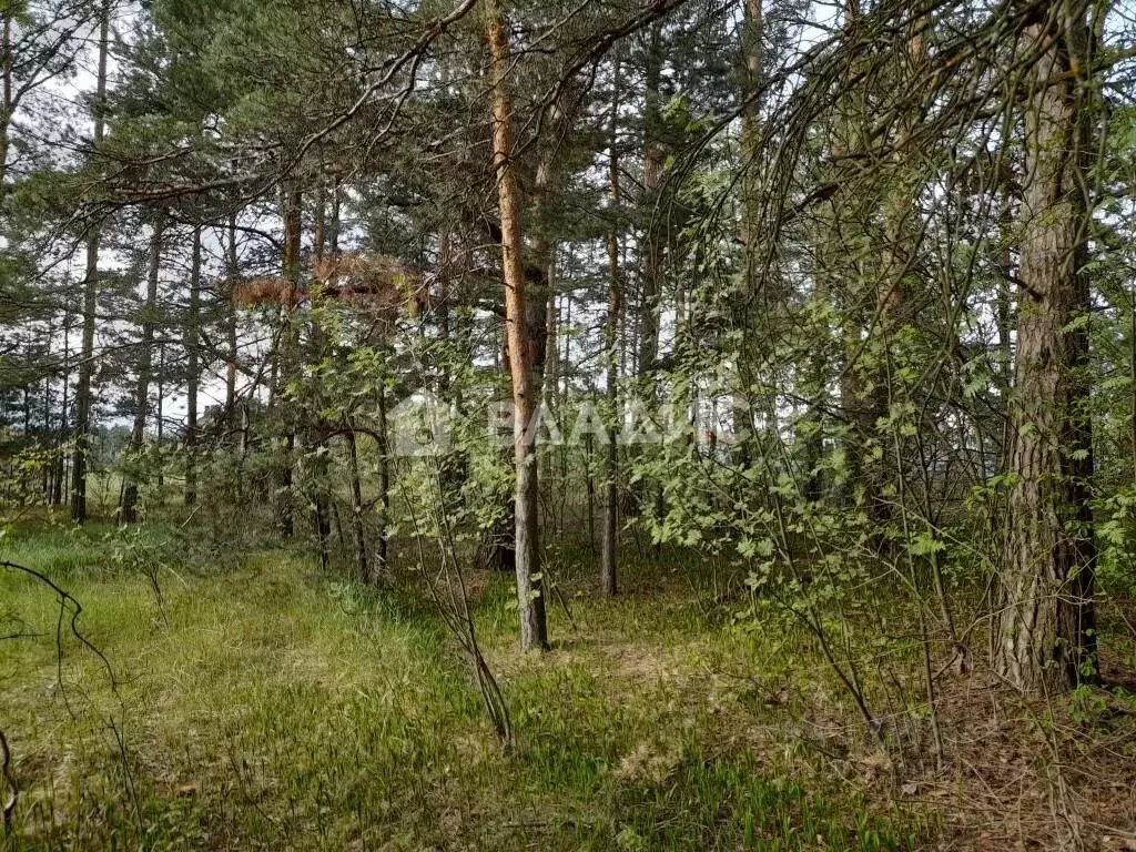 Участок в Владимирская область, Судогодский район, Вяткинское ... - Фото 1