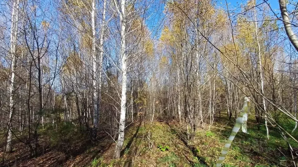 Участок в Алтай, Майминский район, с. Майма  (9.78 сот.) - Фото 1
