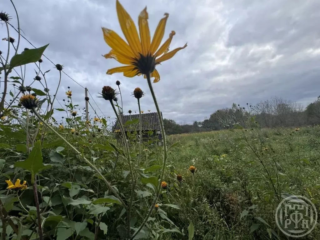 Участок в Ленинградская область, Лужский район, д. Ретюнь  (18.0 сот.) - Фото 2