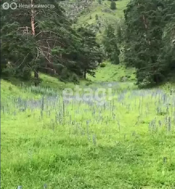 Участок в Чемальский район, село Чемал (55.9 м) - Фото 1